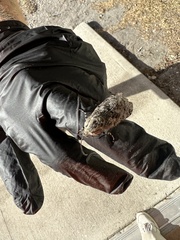 Prionoxystus robiniae