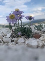 Erigeron untermannii