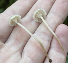 Mycena laevigata