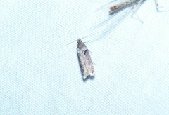 Chionodes mediofuscella