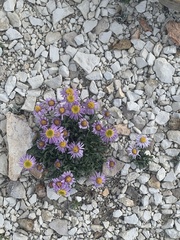 Erigeron untermannii