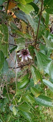 Passiflora alnifolia