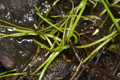 Callitriche marginata