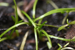 Callitriche marginata