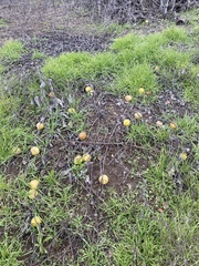 Cucurbita foetidissima