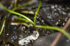 Callitriche marginata