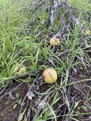 Cucurbita foetidissima