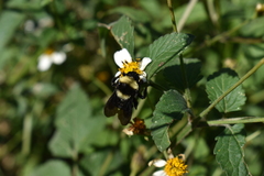 Bombus medius