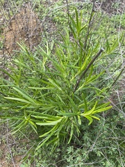 Trichostema lanatum