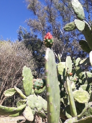 Opuntia cochenillifera