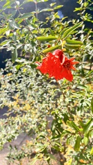 Punica