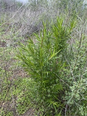 Trichostema lanatum