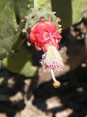 Opuntia cochenillifera