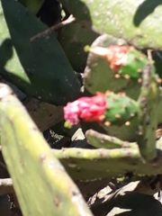 Opuntia cochenillifera