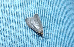 Pagara simplex