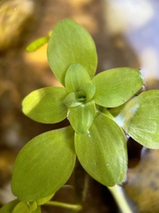 Callitriche stagnalis