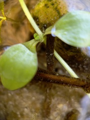 Callitriche stagnalis