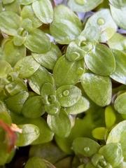 Callitriche stagnalis