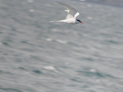 Sterna hirundinacea