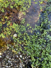 Callitriche stagnalis