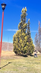 Platycladus orientalis