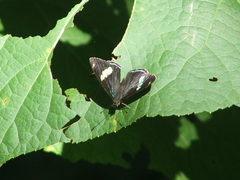 Diaethria anna