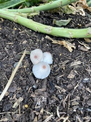 Leucocoprinus ianthinus