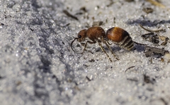 Pseudomethoca sanbornii