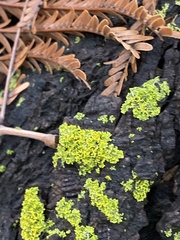 Candelaria concolor