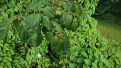 Solanales