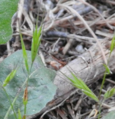 Festuca bromoides