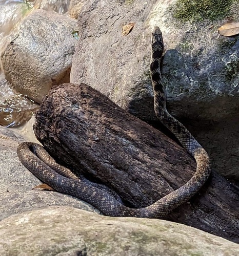 Brown Fanged Snake