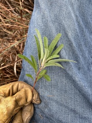 Croton argyranthemus