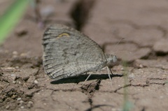 Ypthima asterope