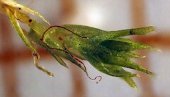 Bryum dichotomum