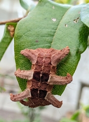 Phobetron hipparchia