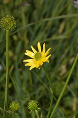 Ranunculus peduncularis