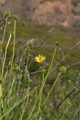 Ranunculus peduncularis
