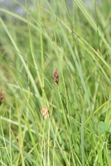 Carex gayana