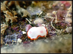 Goniobranchus rubrocornutus