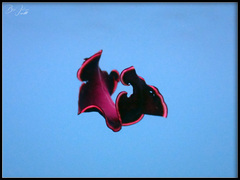 Pseudobiceros gloriosus