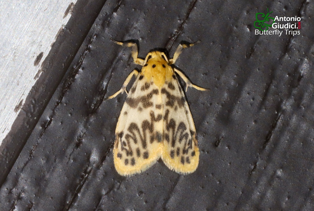 Miltochrista cuneifera