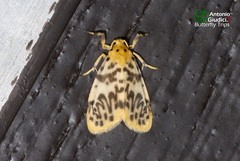 Miltochrista cuneifera