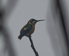 Calliphlox amethystina