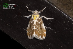 Pseudoadites frigida