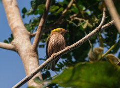 Machaeropterus pyrocephalus