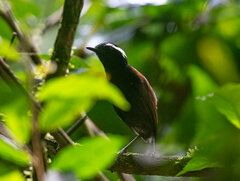 Conopophaga melanogaster