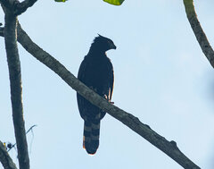 Spizaetus tyrannus