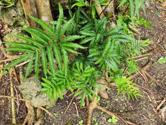 Pteris minor