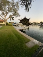 Gasteracantha cancriformis